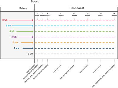 Altering the mRNA-1273 dosing interval impacts the kinetics, quality, and magnitude of immune responses in mice